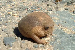 Desert Rain Frog (Breviceps macrops) displaying natural behavioral traits in wild habitat