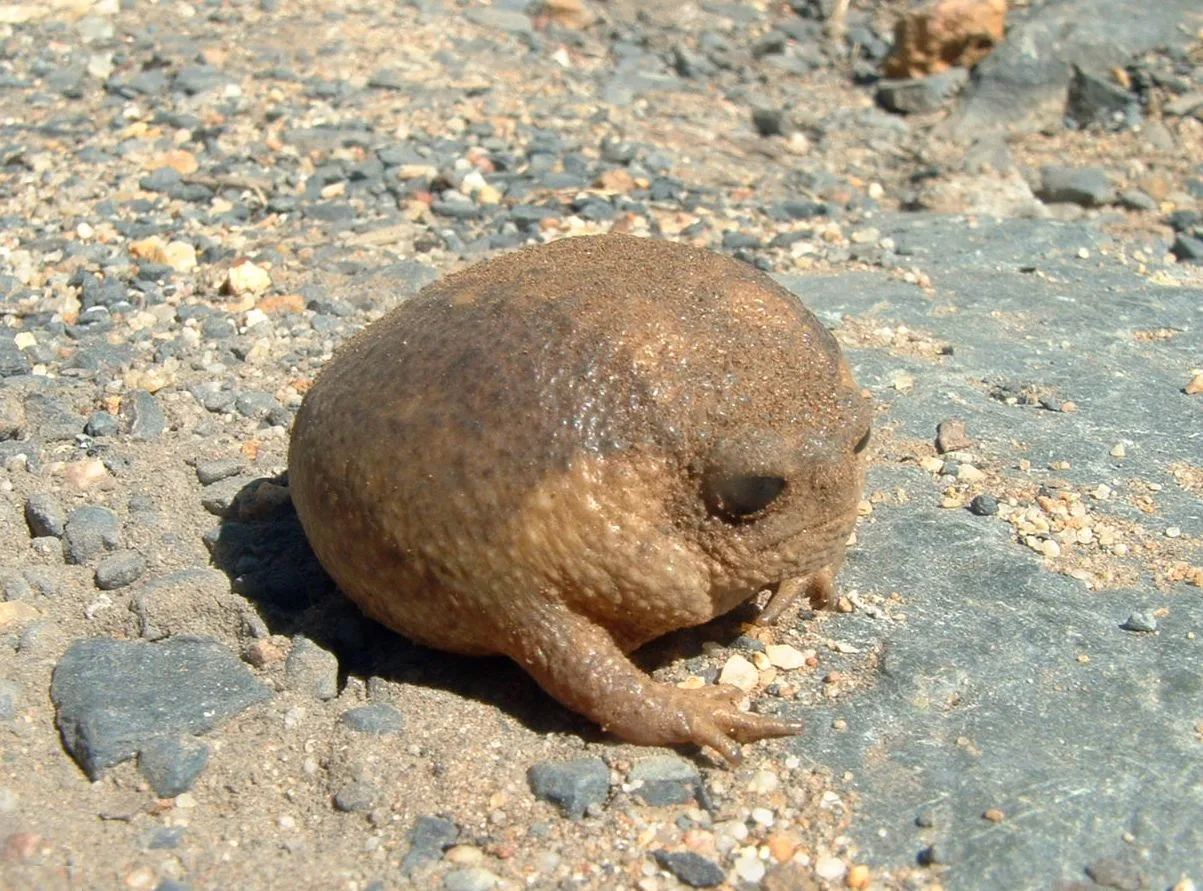 Desert Rain Frog (Breviceps macrops) displaying natural behavioral traits in wild habitat