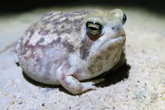 Desert Rain Frog (Breviceps macrops) displaying natural behavioral traits in wild habitat