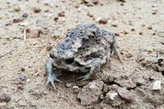 Desert Rain Frog (Breviceps macrops) displaying natural behavioral traits in wild habitat