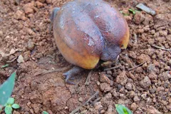 Desert Rain Frog (Breviceps macrops) displaying natural behavioral traits in wild habitat