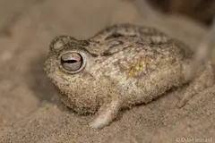 Desert Rain Frog (Breviceps macrops) displaying natural round body shape on sand dune