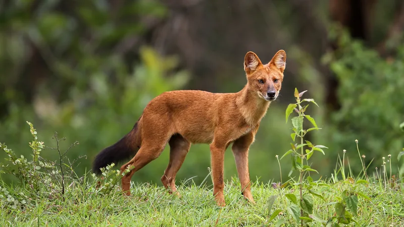 Rust-red dhole with a dark bushy tail standing in a green forest clearing