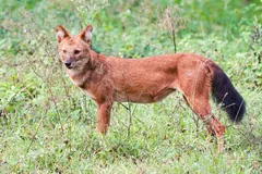 Dhole with a reddish coat and black-tipped tail standing in green grass