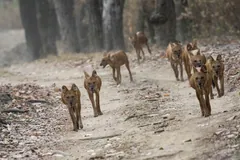 Pack of dholes trotting along a forest track between tall trees