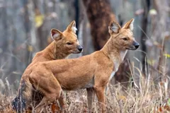 Two dholes standing close together in dry undergrowth