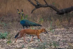 Dhole walking past a peafowl perched on a branch in dry forest