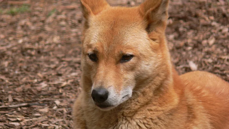 Dingo in natural habitat