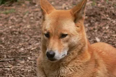 Dingo in natural habitat
