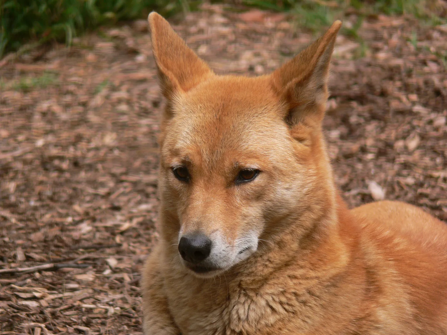 Dingo in natural habitat
