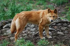 Dingo in natural habitat