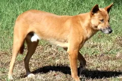 Dingo in natural habitat