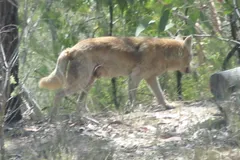 Dingo in natural habitat