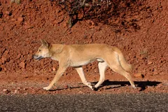 Dingo in natural habitat