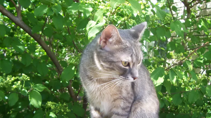 Domestic Cat domestic pet