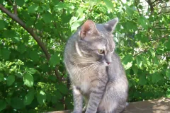 Domestic Cat