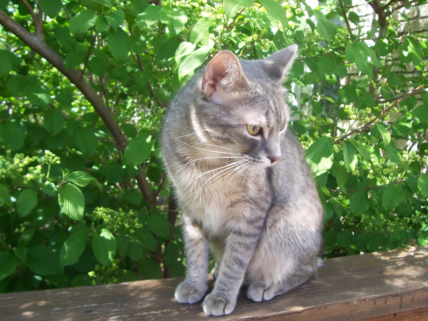 Domestic Cat domestic pet