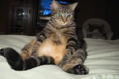 Brown tabby cat sitting upright on a bed with its hind legs splayed and belly showing