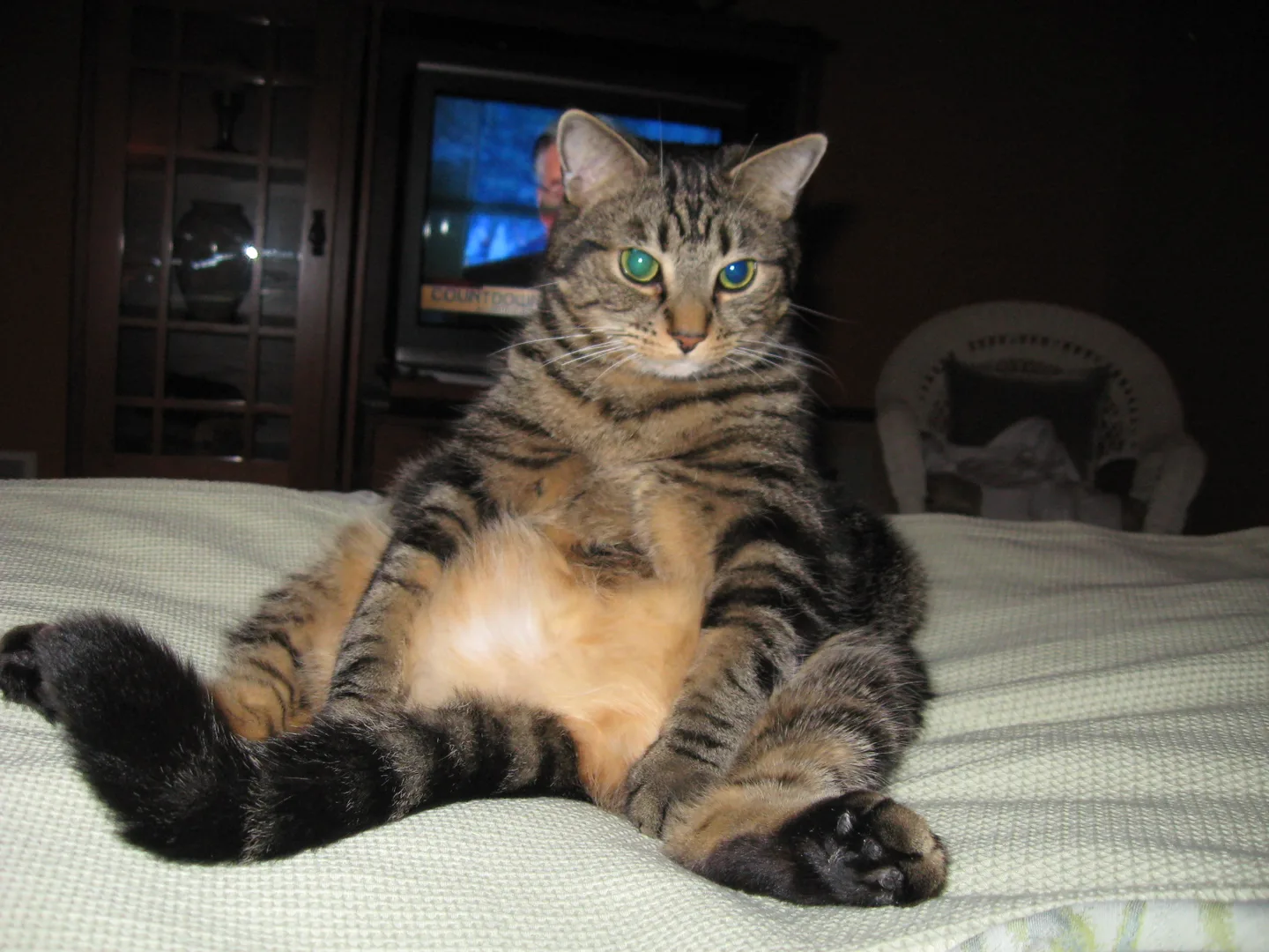 Domestic Cat domestic pet