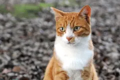 Orange and white cat sitting outdoors on fallen leaves, facing forward
