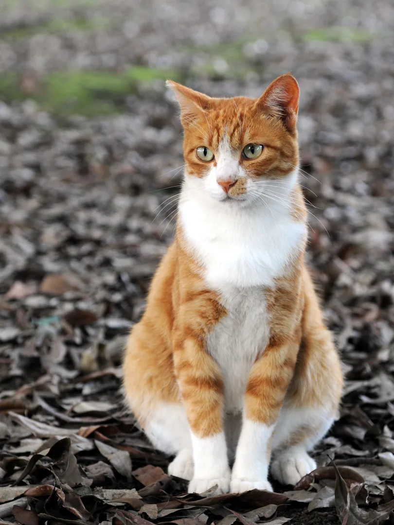 Domestic Cat domestic pet