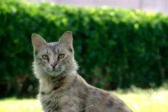 Grey tabby cat with pale green eyes sitting on a lawn in front of a hedge