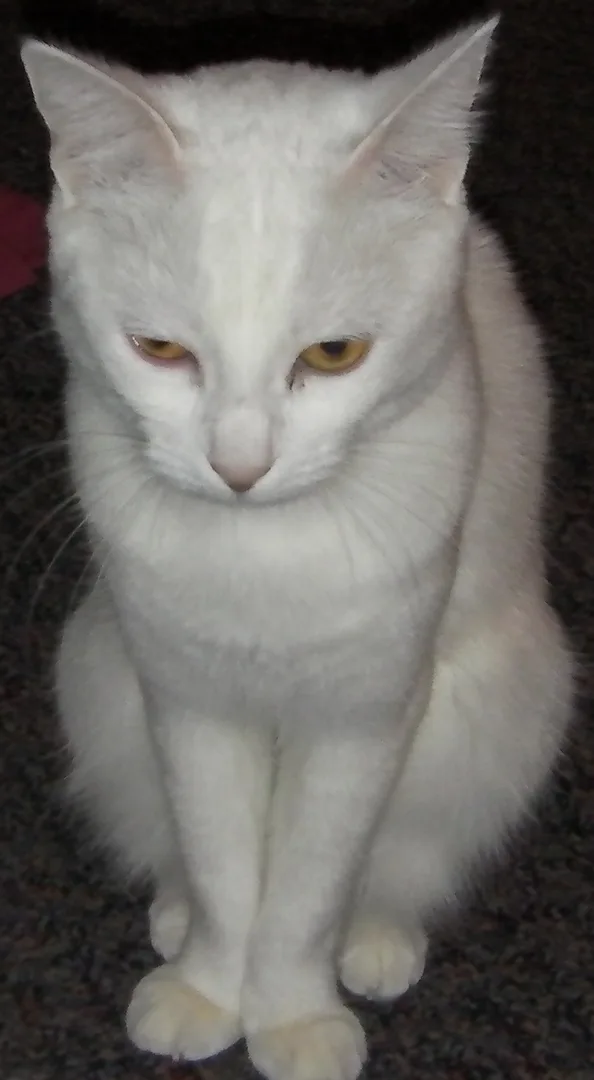 Domestic Cat domestic pet