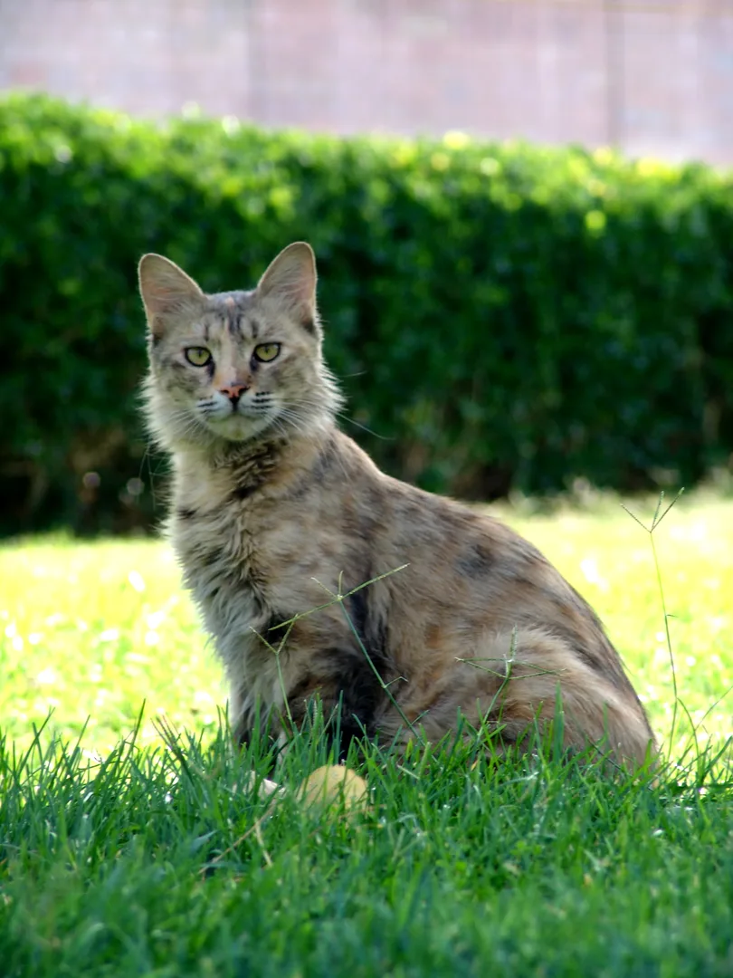 Domestic Cat domestic pet