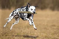 Dalmatian with black spots bounding across a dry meadow with a stick in its mouth, all four paws off the ground