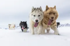 Pack of sled dogs running across snow toward the camera, tongues out, mountains behind