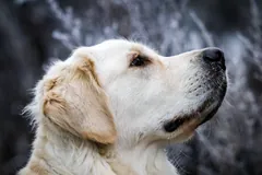 Golden Retriever with a pale cream coat in profile against a dark woodland background