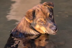Brown and tan dog wading chest-deep in still water at golden hour, looking back over its shoulder