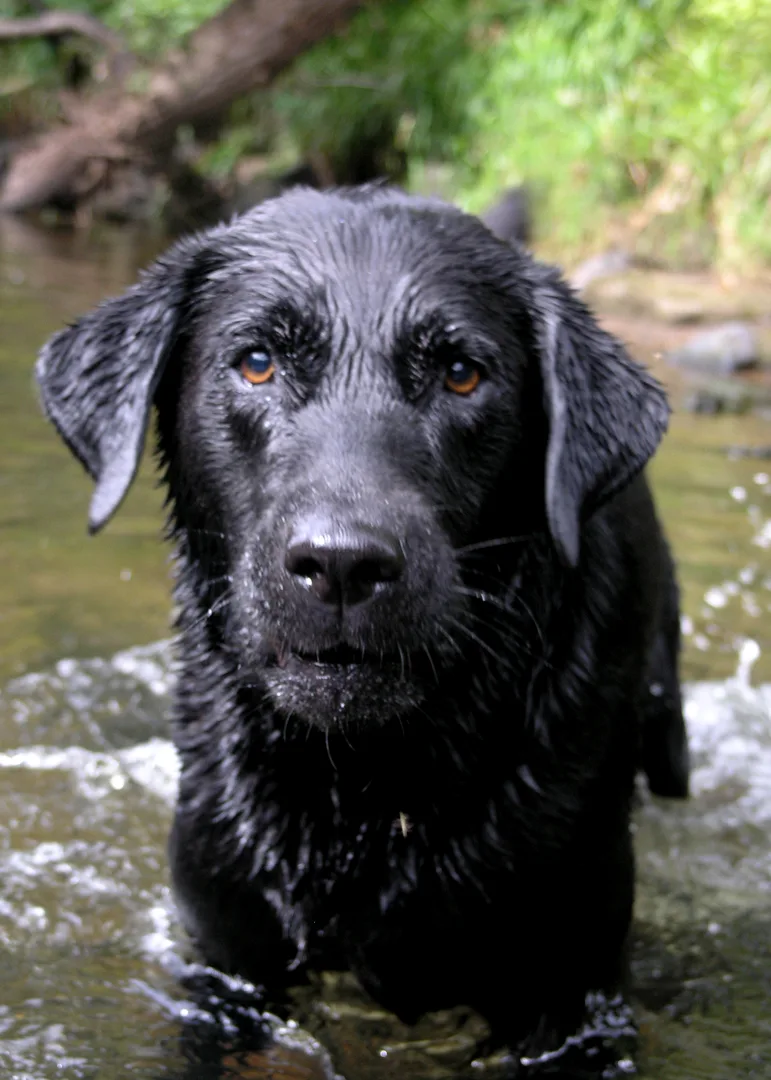 Domestic Dog in natural environment