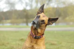 Belgian Malinois type dog with tall ears tilting its head in a grassy park