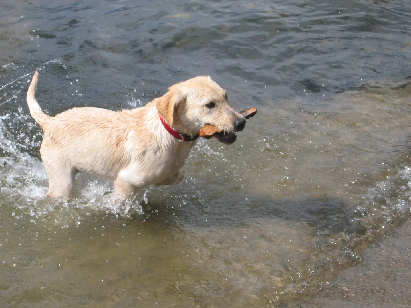 Domestic Dog in natural environment