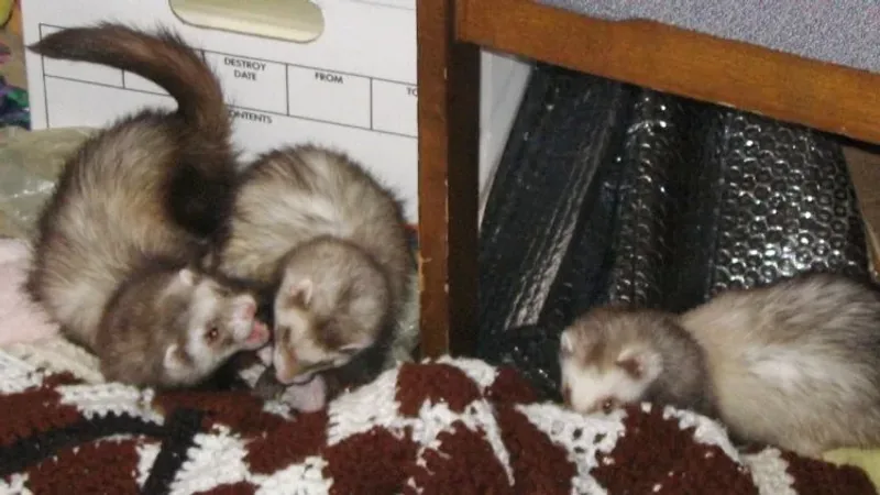 Domestic Ferret domestic pet
