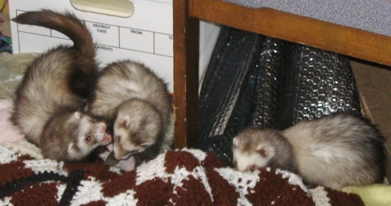 Domestic Ferret domestic pet