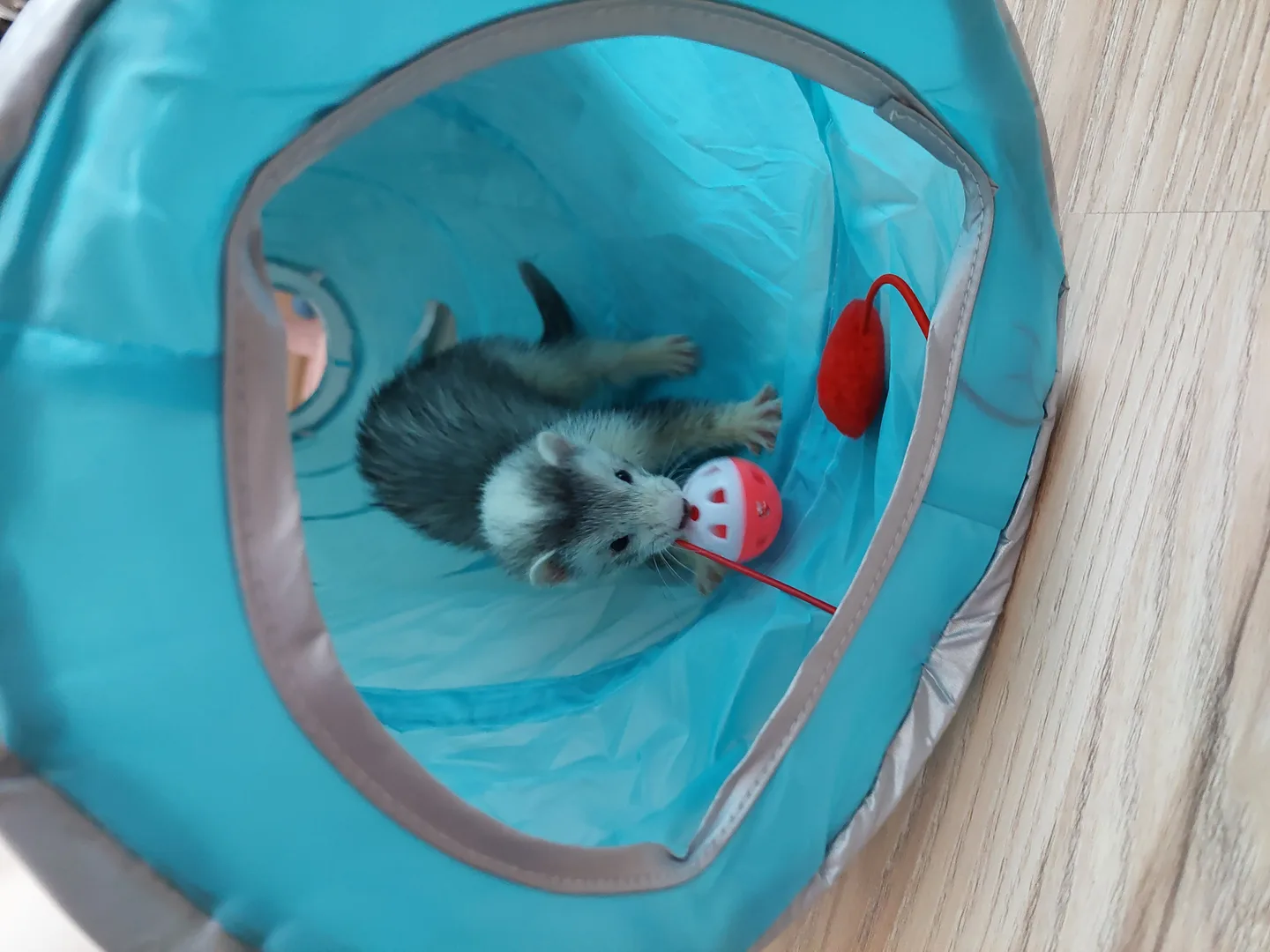 Domestic Ferret domestic pet