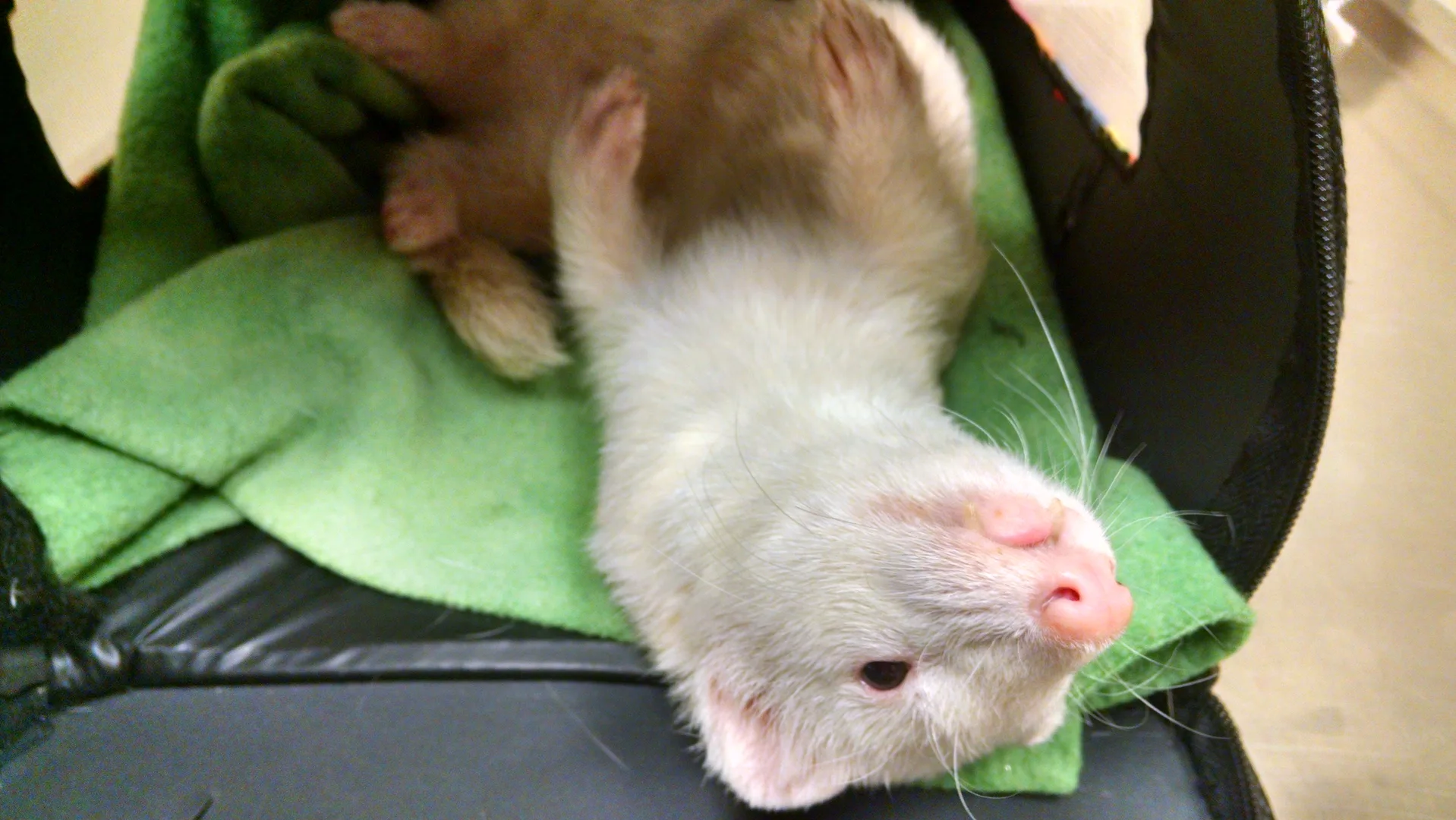 Domestic Ferret domestic pet
