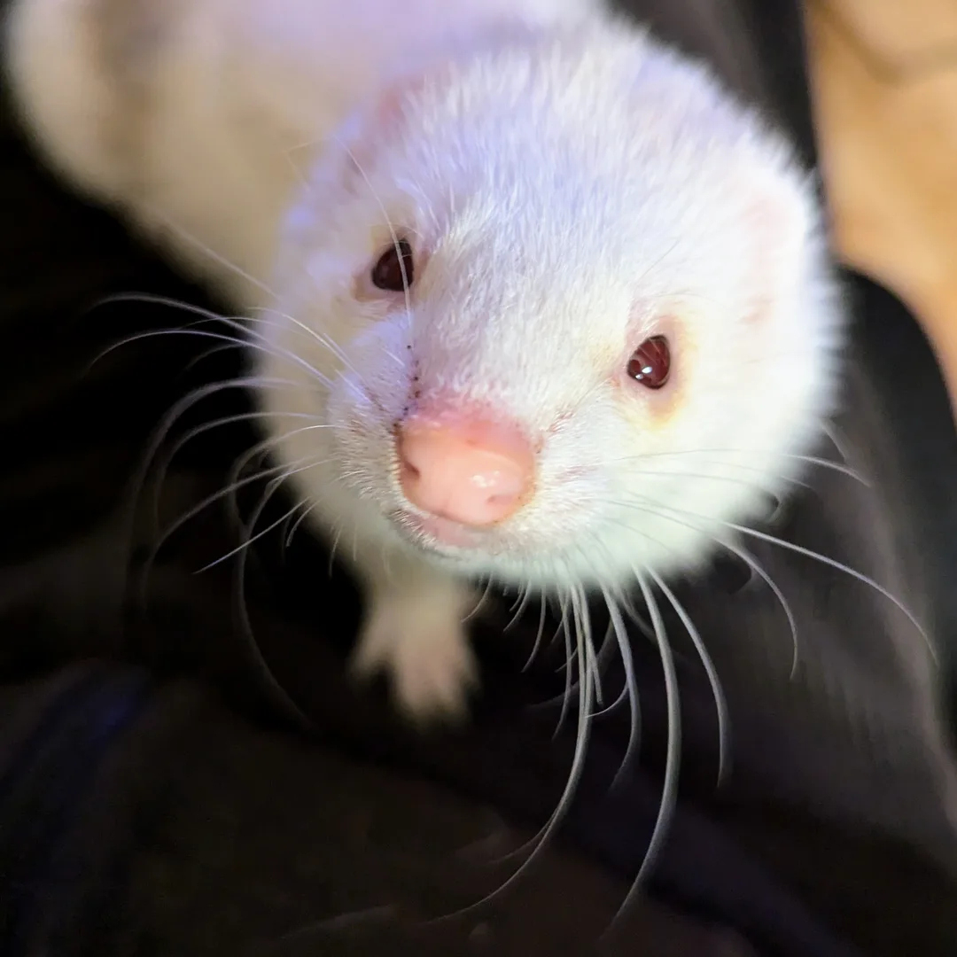 Domestic Ferret domestic pet