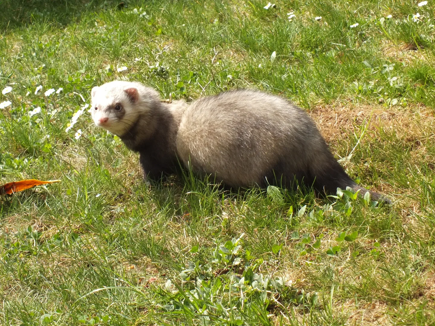 Domestic Ferret domestic pet