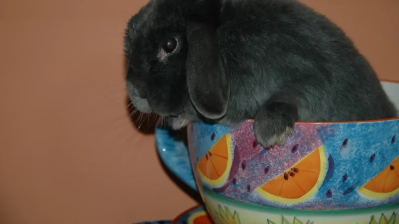 Holland Lop Rabbit domestic pet