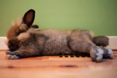 Fluffy brown pet rabbit stretched out flat on a wooden floor, its ears upright