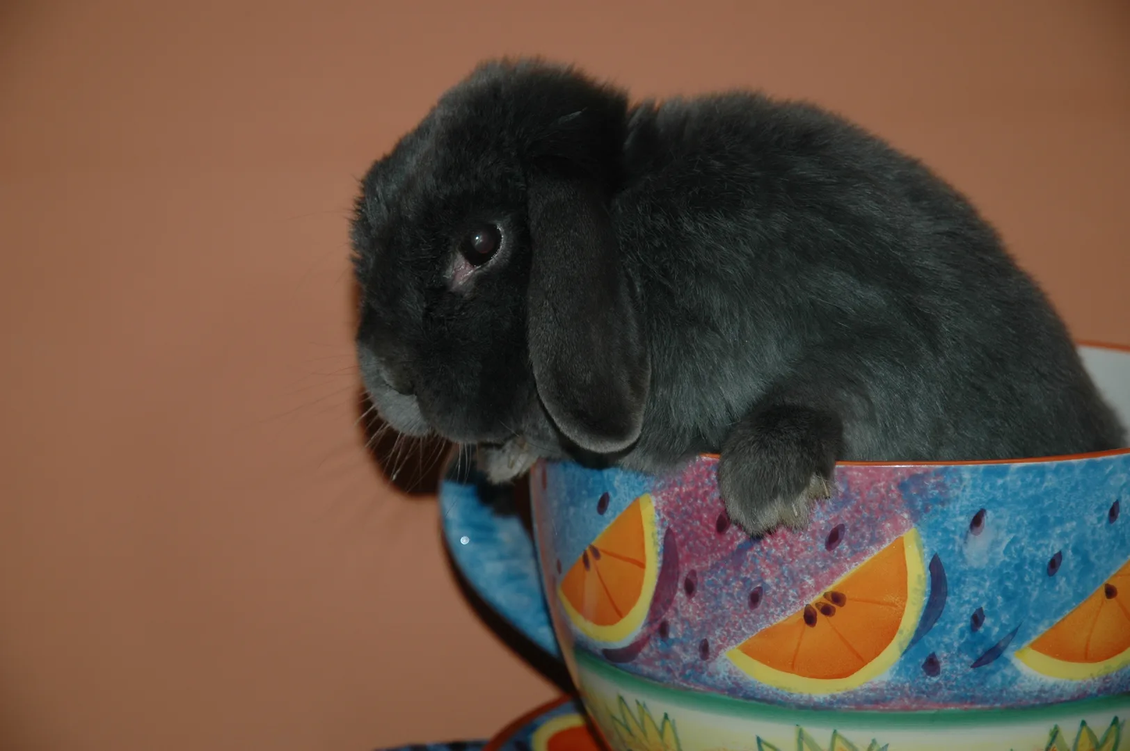 Holland Lop Rabbit domestic pet