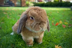 Tan Holland Lop rabbit sitting on green grass, its ears hanging down