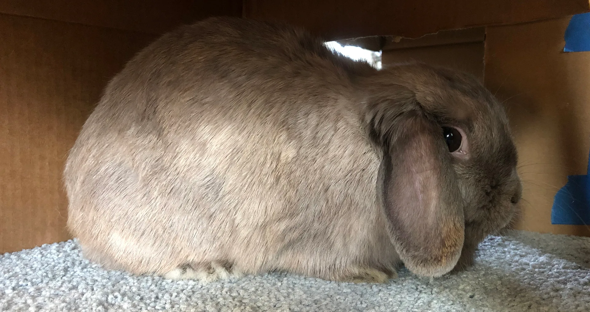 Holland Lop Rabbit domestic pet