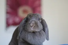 Grey Holland Lop rabbit with lopped ears framing its face