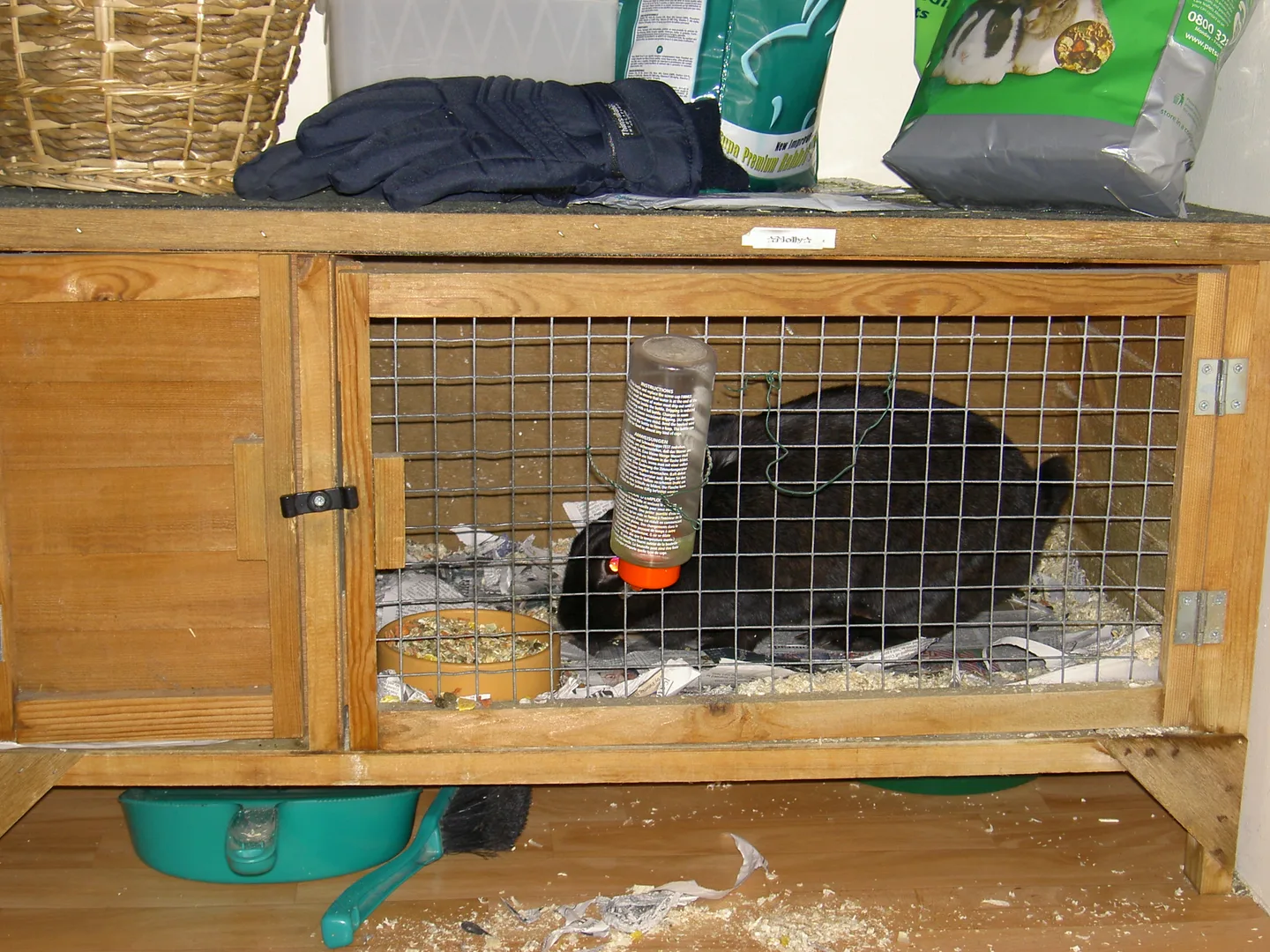Holland Lop Rabbit domestic pet