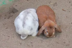 Two Holland Lop rabbits resting together on sandy ground