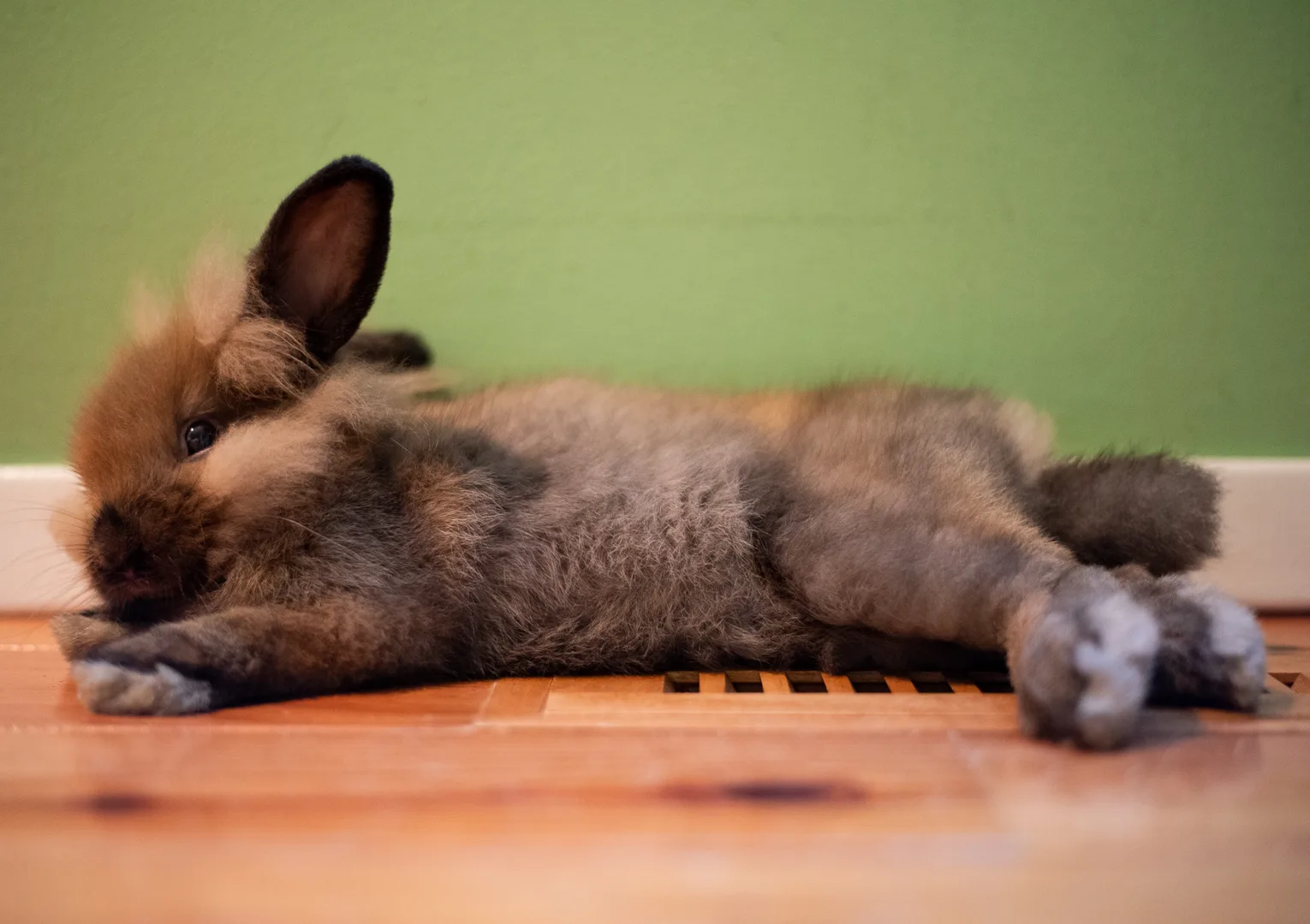 Holland Lop Rabbit domestic pet